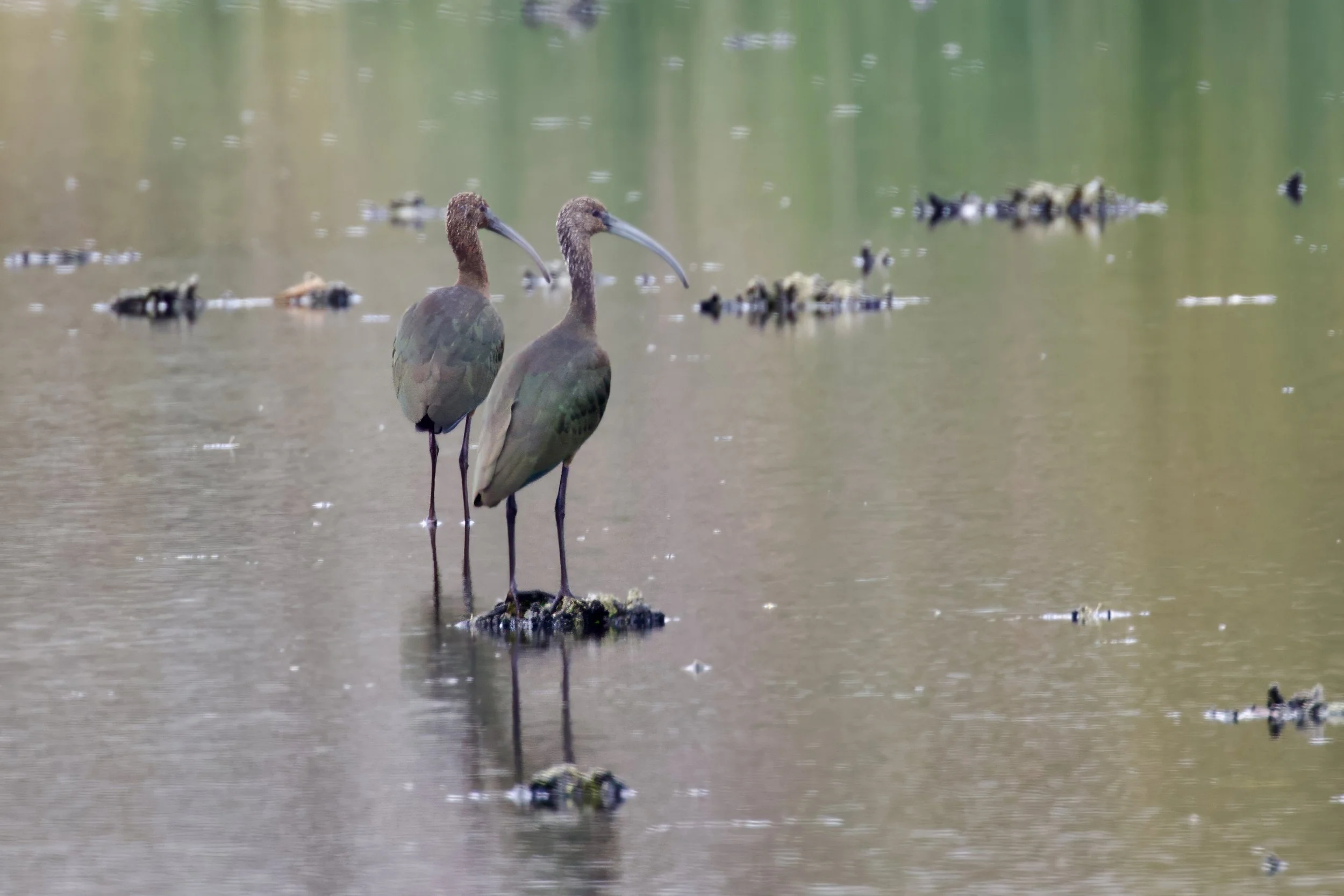 Nice Spot: Ibis at Indian Ridge Marsh — Chicago Ornithological Society
